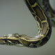 A Burmese python that is not hibernating. Photo via Getty.